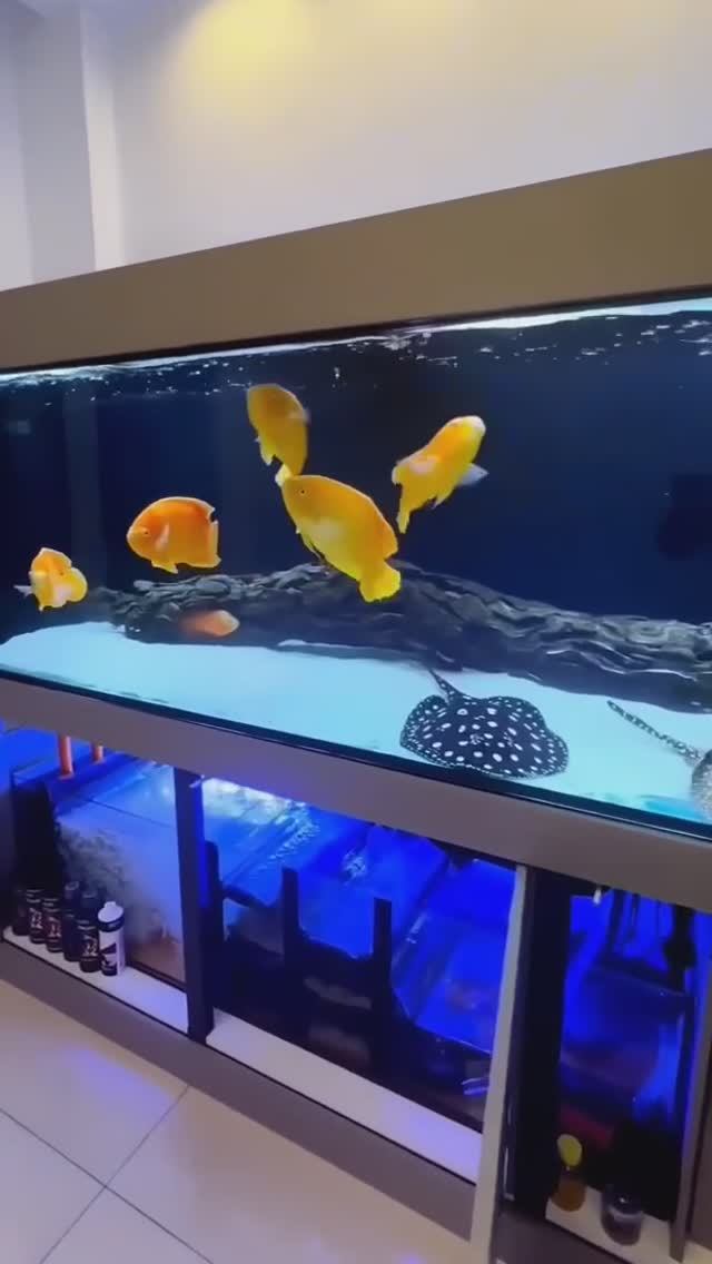 Золотые Астронотусы смотреть онлайн