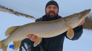 ЗИМНИЙ ТРОФЕЙ на лесной речке!!! Рыбалка на жерлицы, балансиры и вибы !