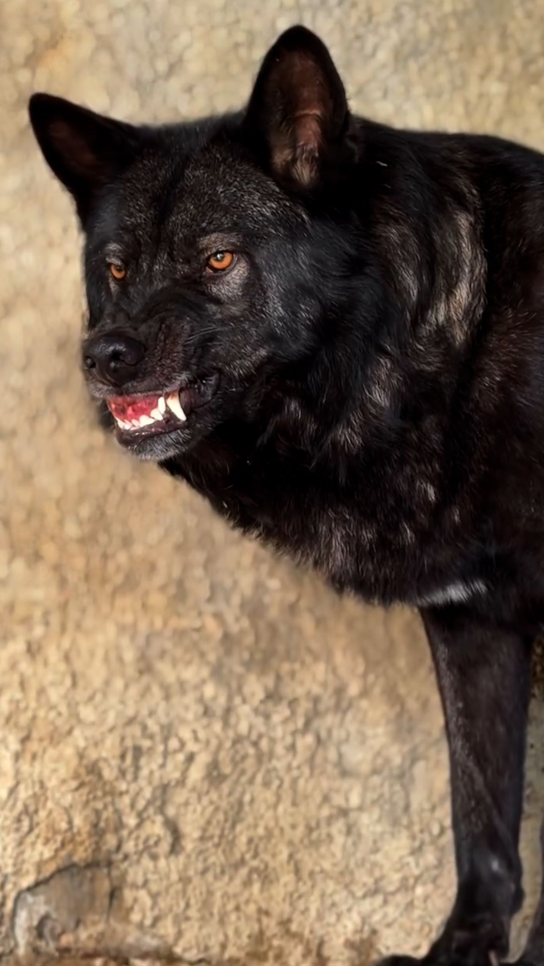 Рекламирует зубную пасту смотреть онлайн