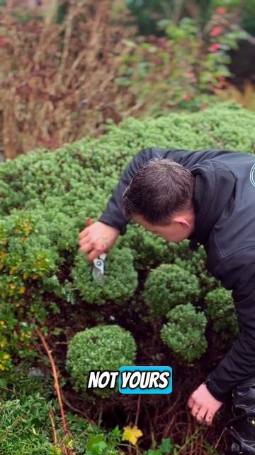 Изменение формы кроны подушковидного кустарника