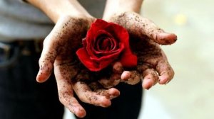 РОЗА УКОЛОЛА В САМОЕ СЕРДЦЕ (и о других приколистах без цензуры)