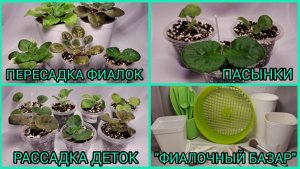 Пересадки фиалок. Пасынки. Отсадка и рассадка деток. "Фиалочный базар".