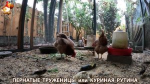 Куриная рутина – что делают куры на выгуле 😂 эпизод (90)