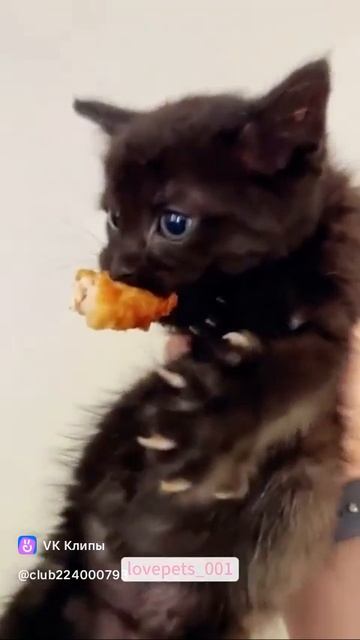 Приколы с животными