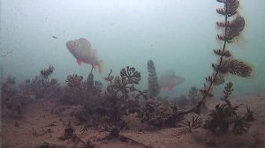 Зимняя рыбалка 2025 -26 на двух водоёмах. Подводная съёмка .