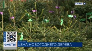 В Краснодаре живая новогодняя елка в среднем обойдется в 3 тыс. рублей
