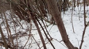 Защита костра от намокания снизу