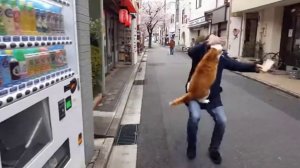 Хулиганистые коты [ai]