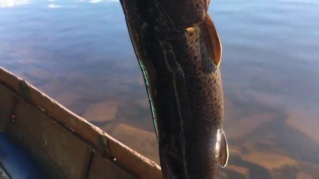 Первый ленок