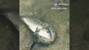 Жаба борец!