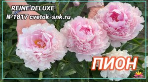 ПИОН "REINE DEDUXE"/Сад Ворошиловой