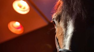 Напоившего лошадей кислотой отравителя из Волжского задержали