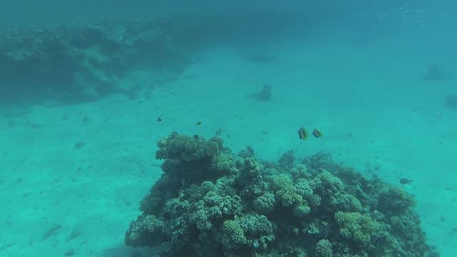 2025-11-22_083011 Рыбки стая Индийская скумбрия