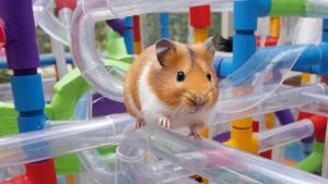 РАЗВЛЕКАТЕЛЬНОЕ ВИДЕО ДЛЯ ДЕТЕЙ