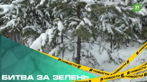Битва за зелень. Как лесничие спасают елки от браконьеров перед Новым Годом?