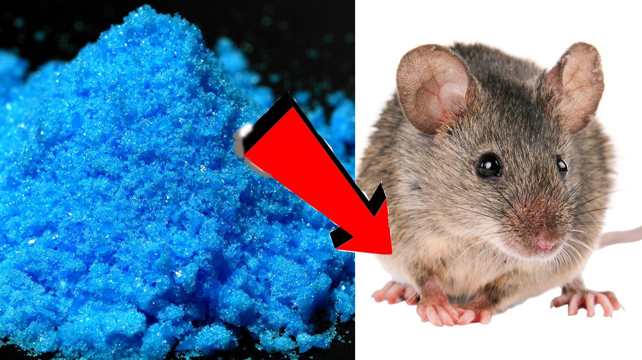 Как избавиться от мышей и крыс навсегда За 3 Секунды!!!!! смотреть онлайн