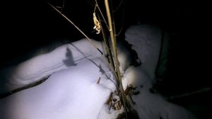 Проверка капканов на куницу. Интересный трофей и снова птичий день.