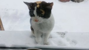 Новый питомец. Саяногорск Хакасия