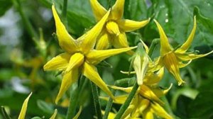 О переопылении помидоров