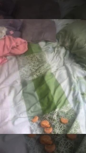 рутуб лучший