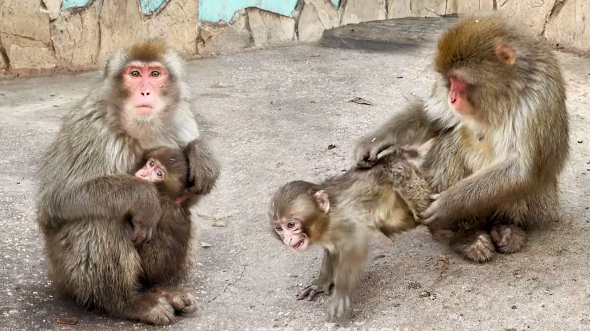 Мессенджер MAX! Где смотреть, если блокируют Telegram и YouTube. Сакура прячется на маме -похолодало смотреть онлайн