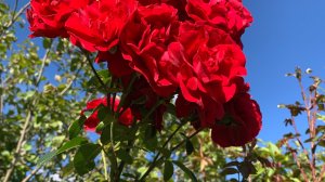 Дачный обзор | обрезка кустарников | укрытие плетистых роз