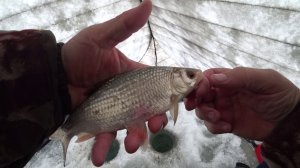 ЗАТОН р.ОБЬ.Открытие зимнего сезона на ОБИ.2025-2026