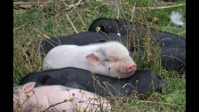 Закон физики