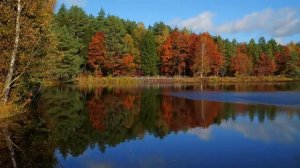 Играет аккордеон со скрипкой @RelaxVibes-n7l