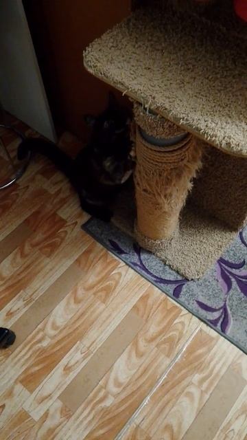 Бусинка царапает свою когтеточку