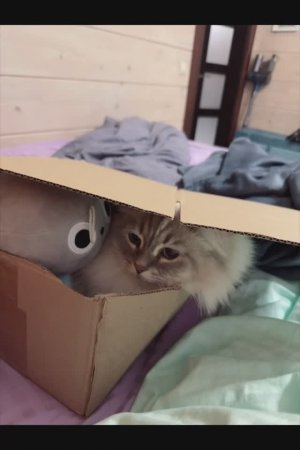 Коты СИРОТЫ спят в коробке 🥲🥲🥲