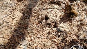 Коп 15.04.2021-Поиск с металлоискателем  #поискмонет #монеты #equinox900 #equinox #minelab