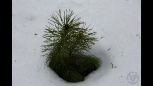 Весенняя капель