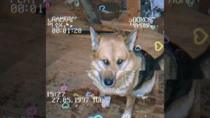 1000042858.mp4 (Собака наблюдает за лайфхаками при строительстве дома А-фрейм)