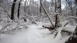 Открытие охоты на куницу! Установка капканов и проверка!