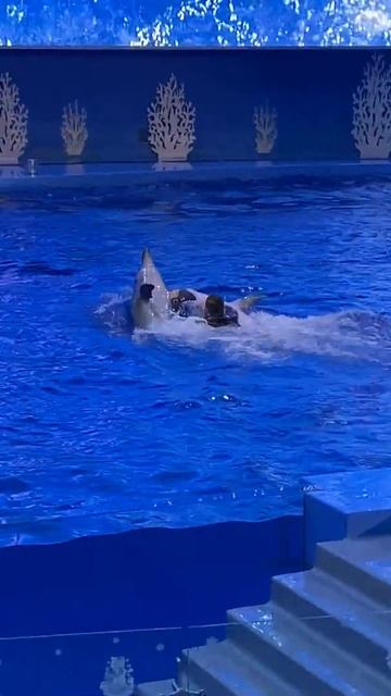 Океанариум на острове Русский, Приморье/Oceanarium on Russky Island, Primorye, 2020, part 9