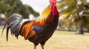 🐓🐓🐓🐓Бомбящий мошенник 🐓🐓🐓