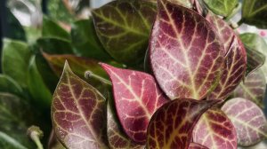 Пересадка хойи Санрайз на фитильный полив