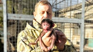 ЗАБРАЛИ новорожденного ГАМАДРИЛЕНКА и мать! РИСКИ велики- она ПЕРВОРОДКА, вокруг САМЦЫ, надо ПОМОЧЬ!