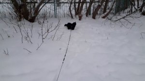 Котик Мишка на улице.