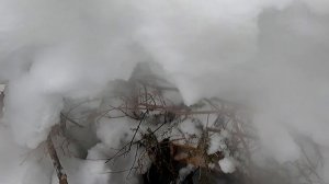 Зимняя охота на Куницу, проверка проходных капканов.