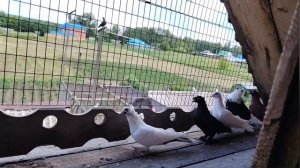 голуби продажа