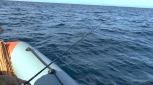 Крым. Севастополь. Рыбе пофиг на санкции. Средиземноморский луфарь у наших берегов