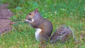 УСПОКАИВАЮЩАЯ И РАСЛАБЛЯЮШАЯ МУЗЫКА ДЛЯ ДУШИ