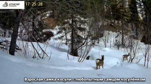 Самка косули с любопытным косуленком в Алтайском заповеднике