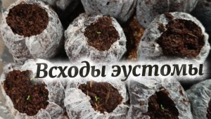 Эустома взошла на 14 день