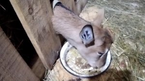 18-12-2025 Деревенская жизнь / зелень на окне / покупка для удовольствия / пророщенная пшеница.