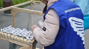 Какие меры поддержки от государства могут получить волонтеры?