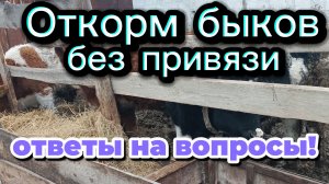 откорм быков без привязи