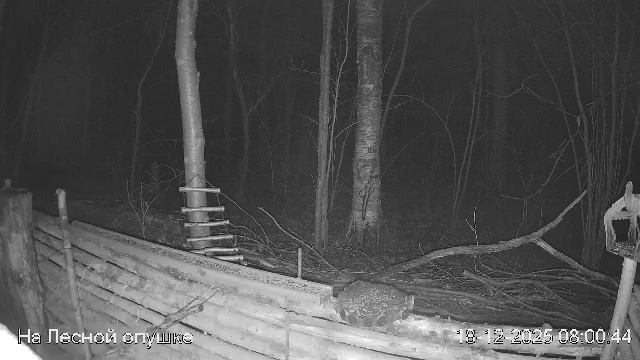 LIVE: На лесной опушке. Природа онлайн смотреть онлайн